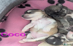 Chihuahua dogs for sale: Beautiful Chihuahua puppies  - Image 3