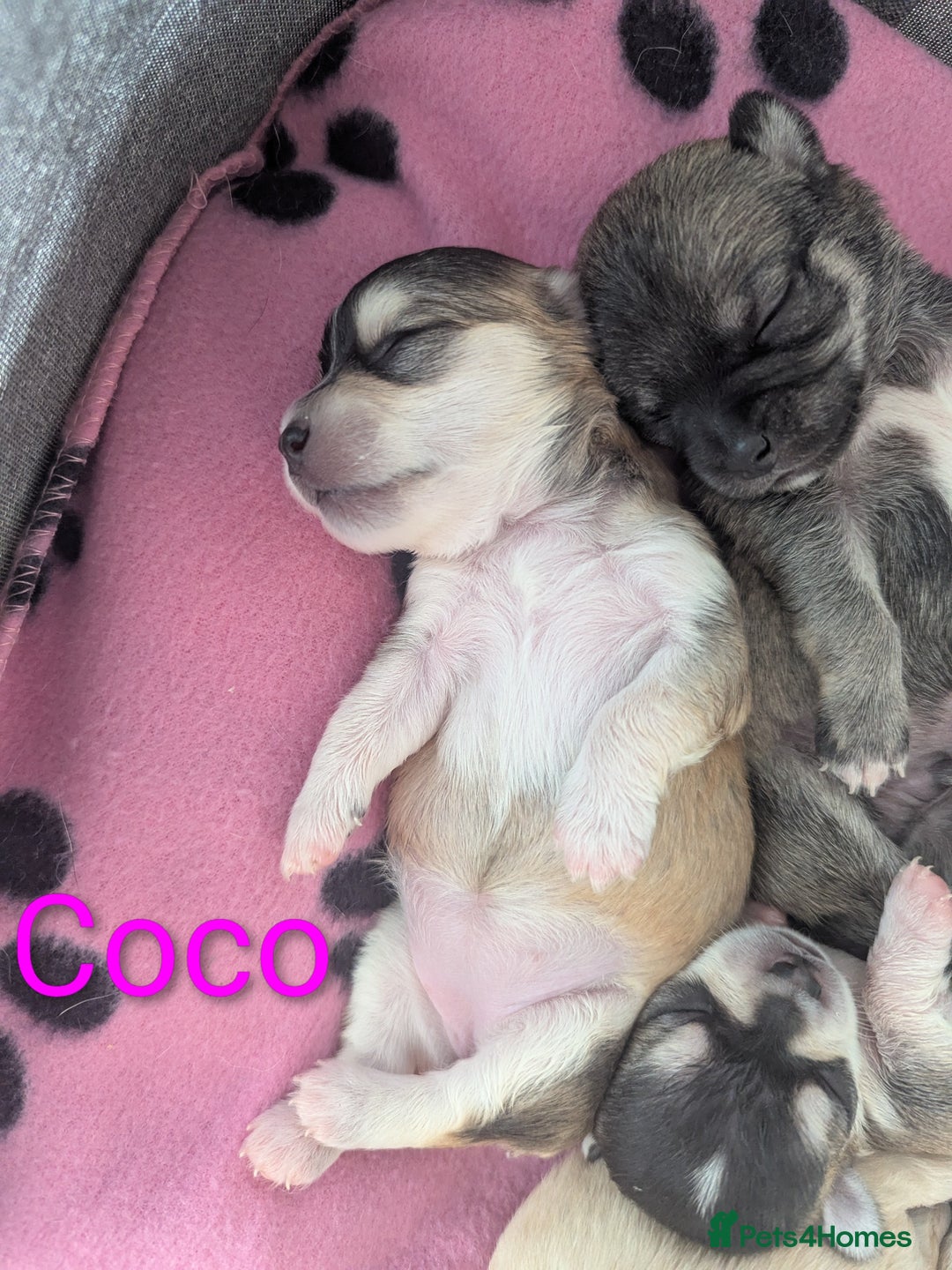 Chihuahua dogs for sale: Beautiful Chihuahua puppies  - Image 3