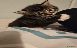 Mixed Breed cats for sale: Mixed breed with Maine Coone kitten  - Image 13