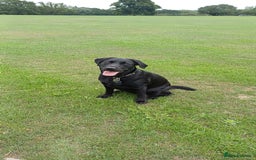Labrador Retriever dogs for sale: Black female Labrador 9 months old - Trained - Image 1