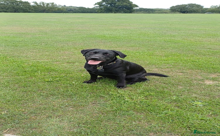 Labrador Retriever dogs - Advert 2