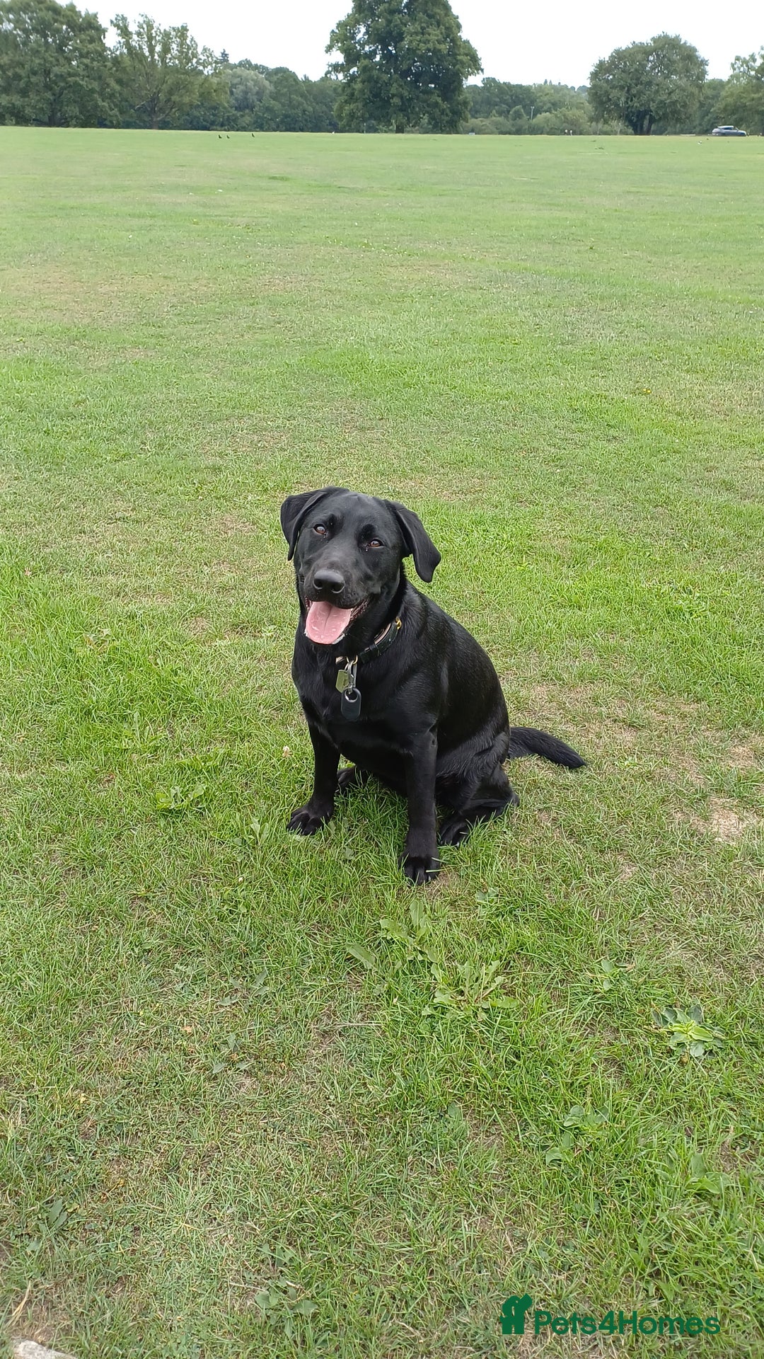 Labrador Retriever dogs for sale: Black female Labrador 9 months old - Trained - Image 1