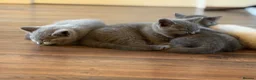 British Shorthair cats for sale: BRITISH SHORTHAIR KITTENS  - Advert 4