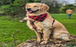 Golden Retriever dogs for sale: Beautiful KC Registered Golden Retriever Puppies - Image 18