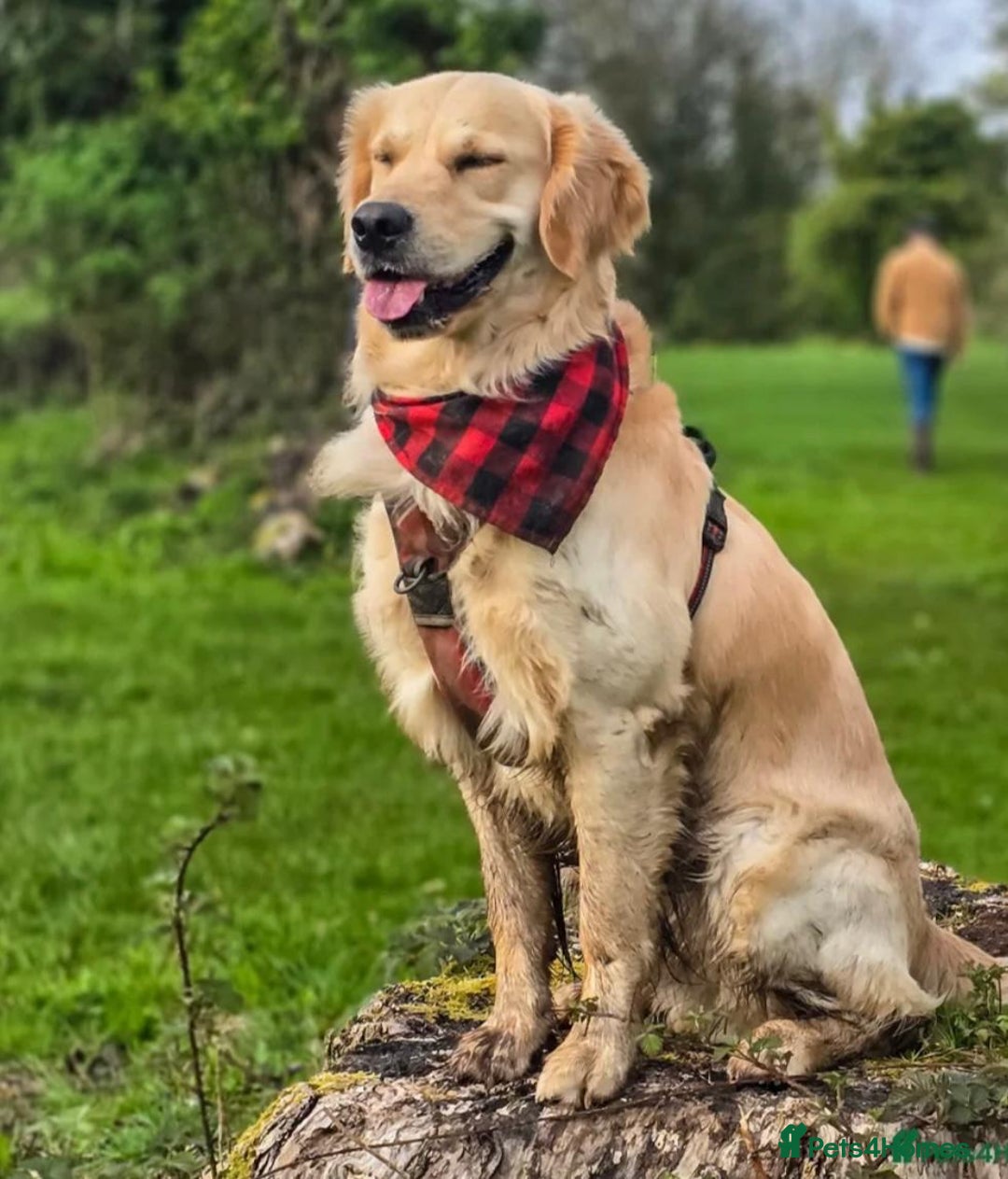 Golden Retriever dogs for sale: Beautiful KC Registered Golden Retriever Puppies - Image 18