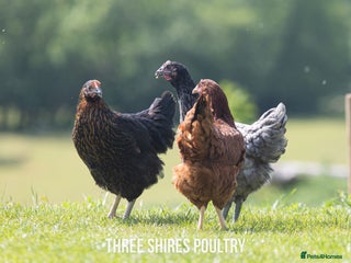 Chickens poultry in Newent - Advert 16