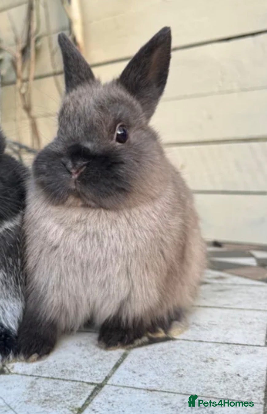 Netherland Dwarf rabbits Pedigree Neverland girls and boys available  - Advert 15