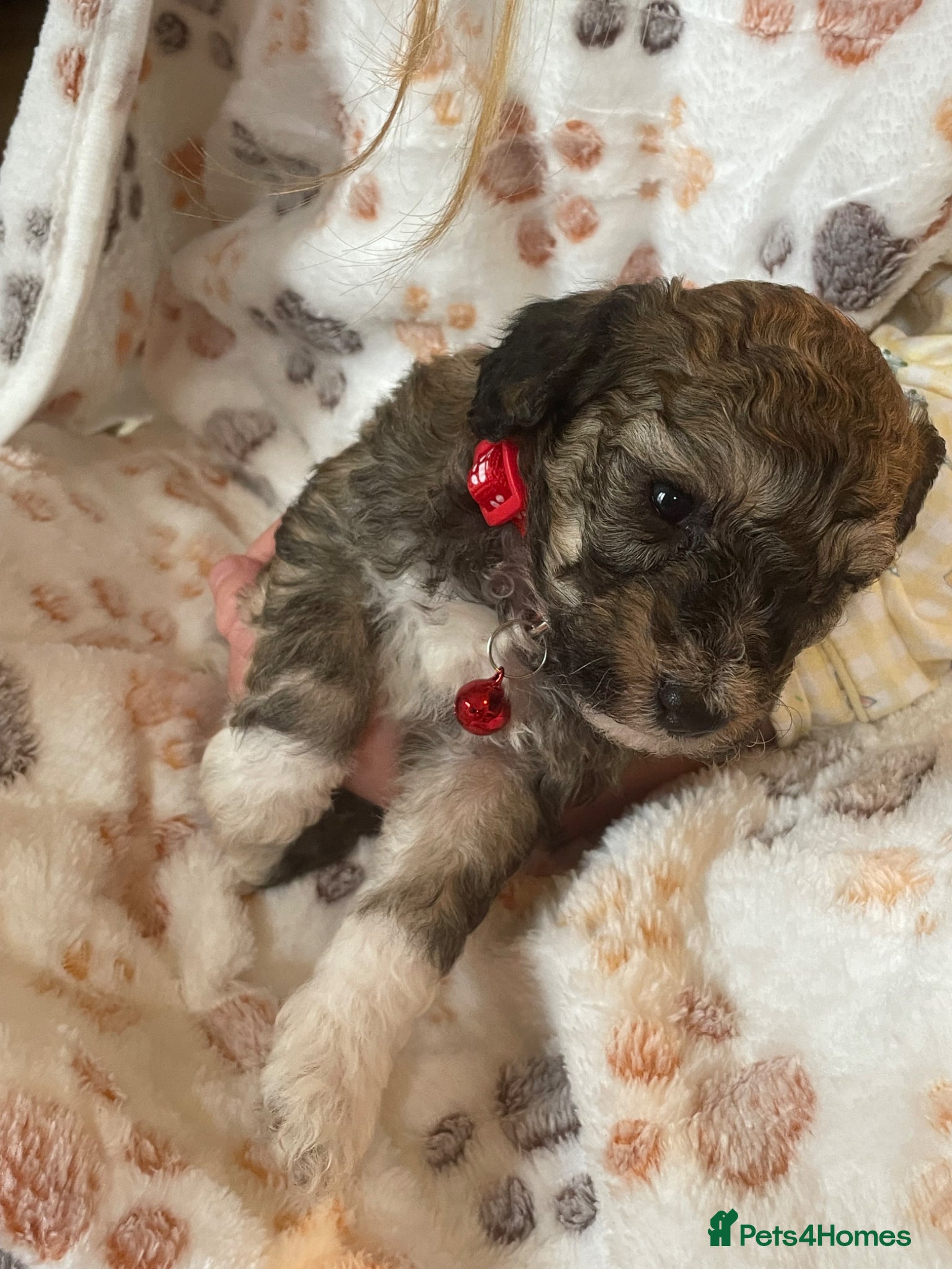 Cockapoo dogs F1b cocapoo  - Advert 2