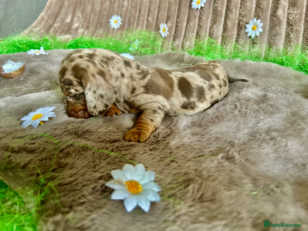 Dachshund dogs for sale: Dachshund Puppies   - Advert 26