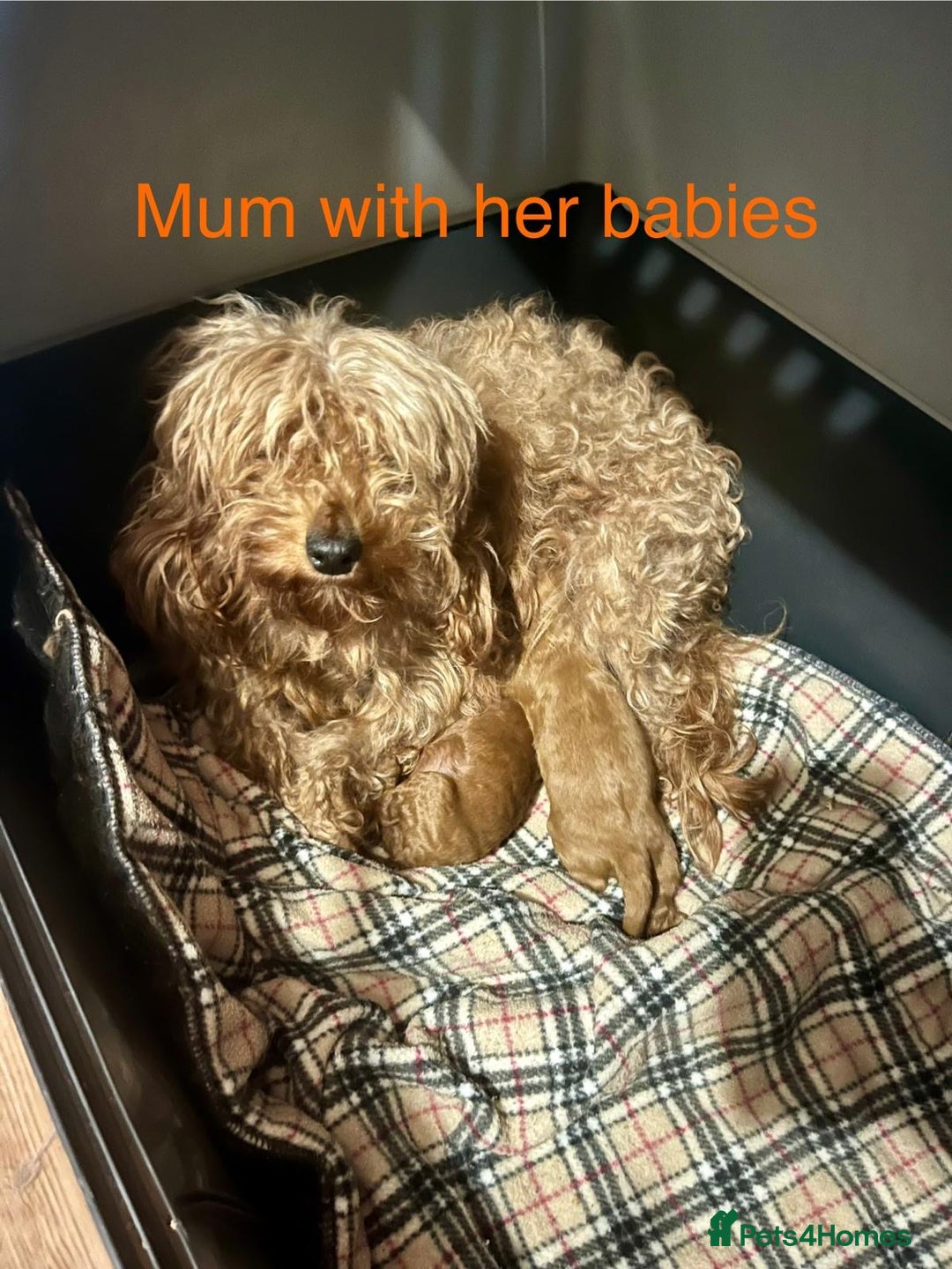 Cavapoo dogs for sale: Top quality F1b red toy Cavapoo  - Advert 9