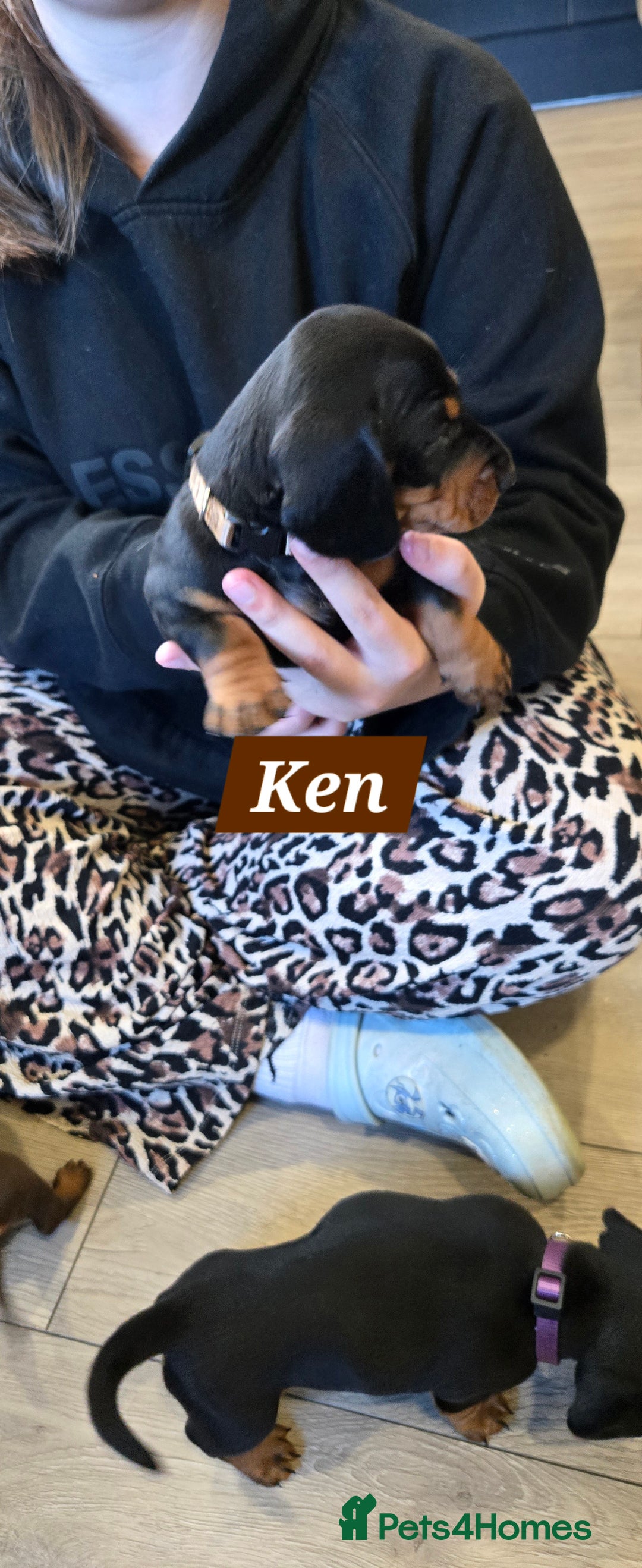 Dachshund dogs for sale: Beautiful Daxis - Advert 22