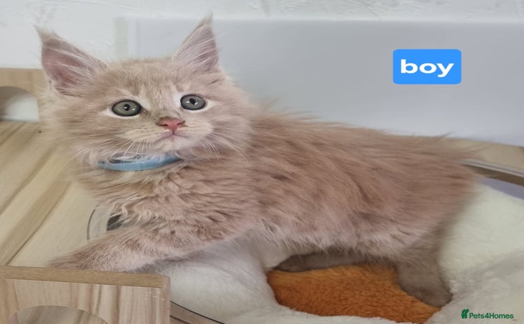 Maine Coon cats - Advert 3