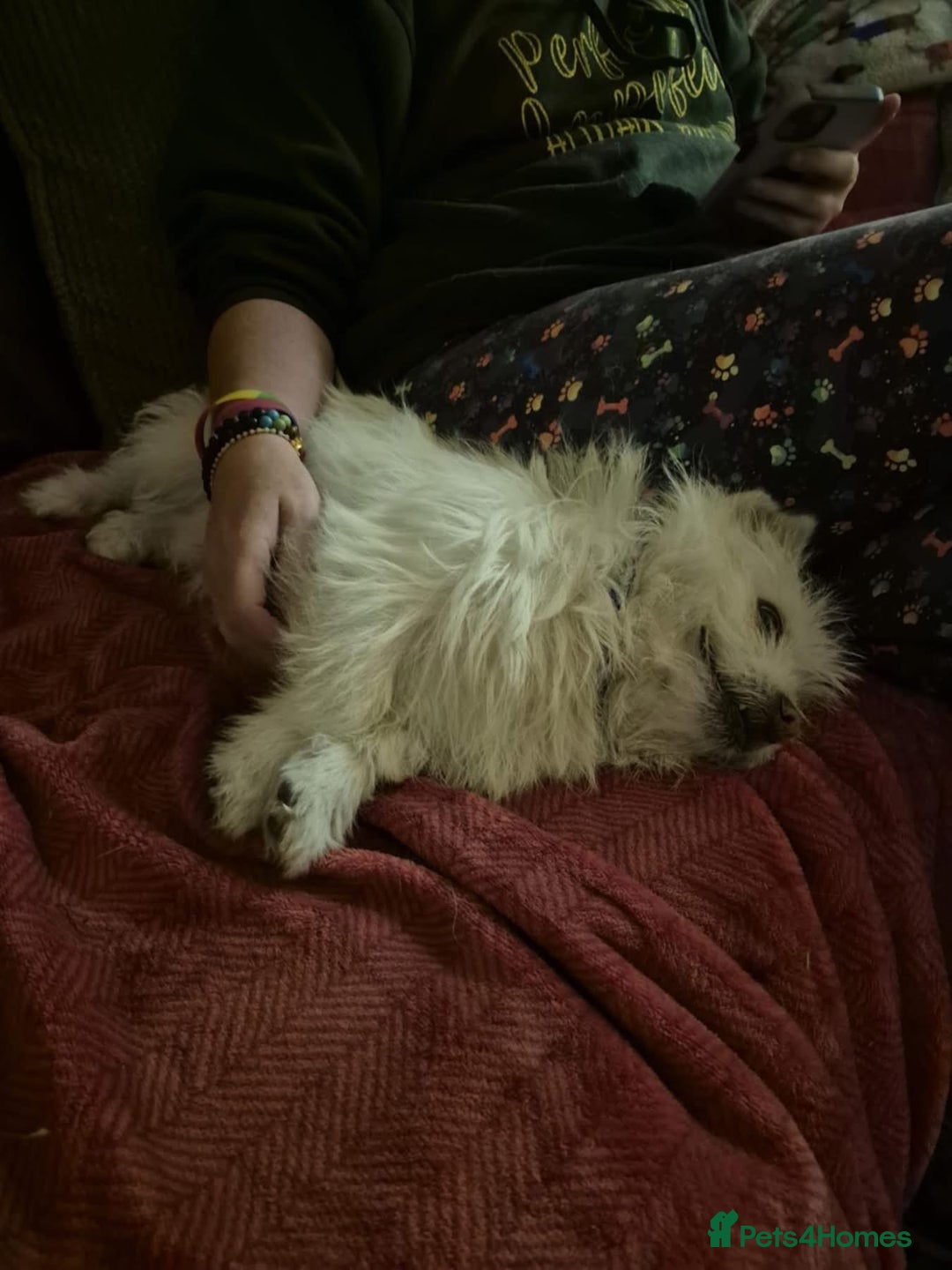 Mixed Breed dogs for adoption: Sonic - Dereham Norfolk  - Image 7