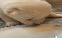 Siberian Husky dogs for sale: Gorgeous Husky puppies - Image 19