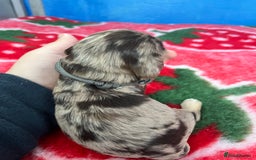 Cockapoo dogs for sale: Cockapoo puppies Rainbow litter  - Image 14