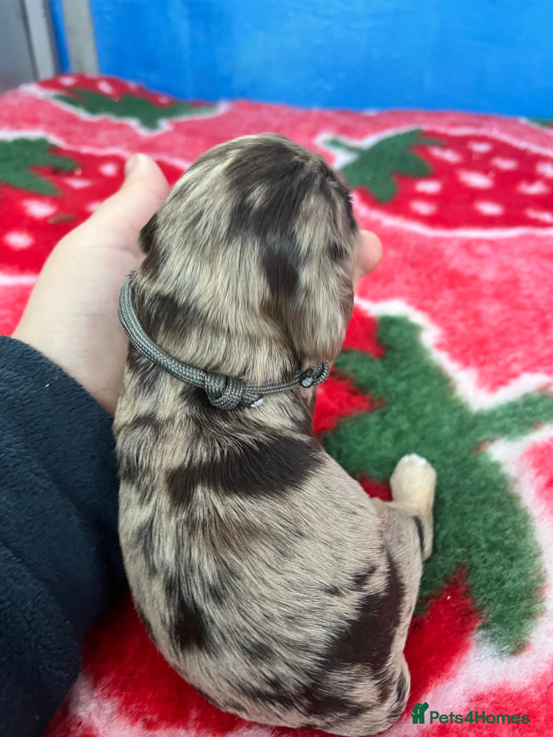 Cockapoo dogs for sale: Cockapoo puppies Rainbow litter  - Image 14