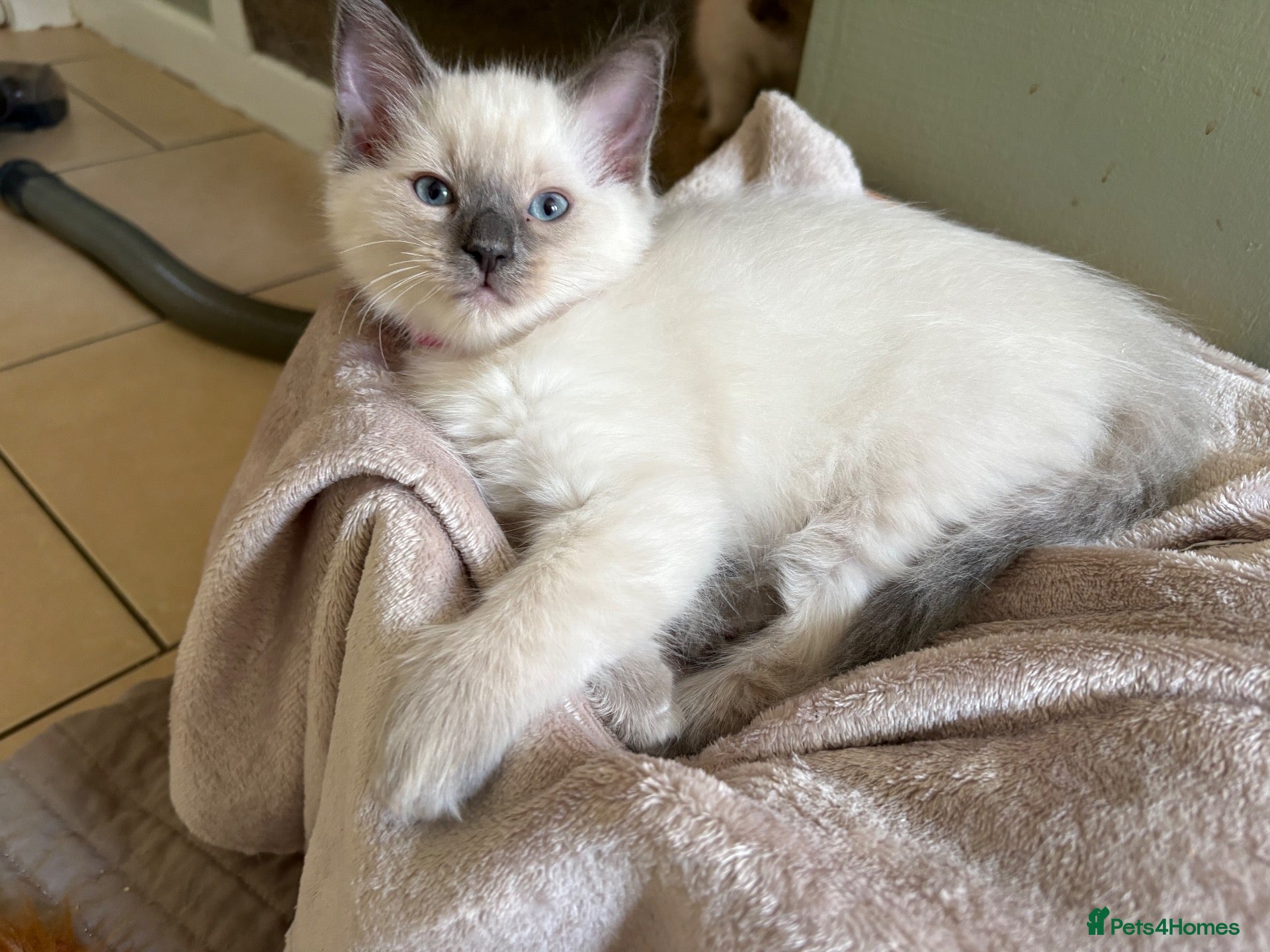 Ragdoll cats Bluepoint Ragdol female  - Advert 18
