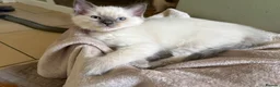 Ragdoll cats for sale: Bluepoint Ragdol female  - Advert 3
