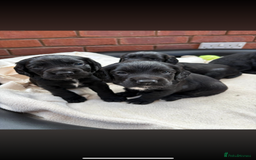 Sprocker dogs for sale: Male Sprocker spaniel puppies  - Advert 2