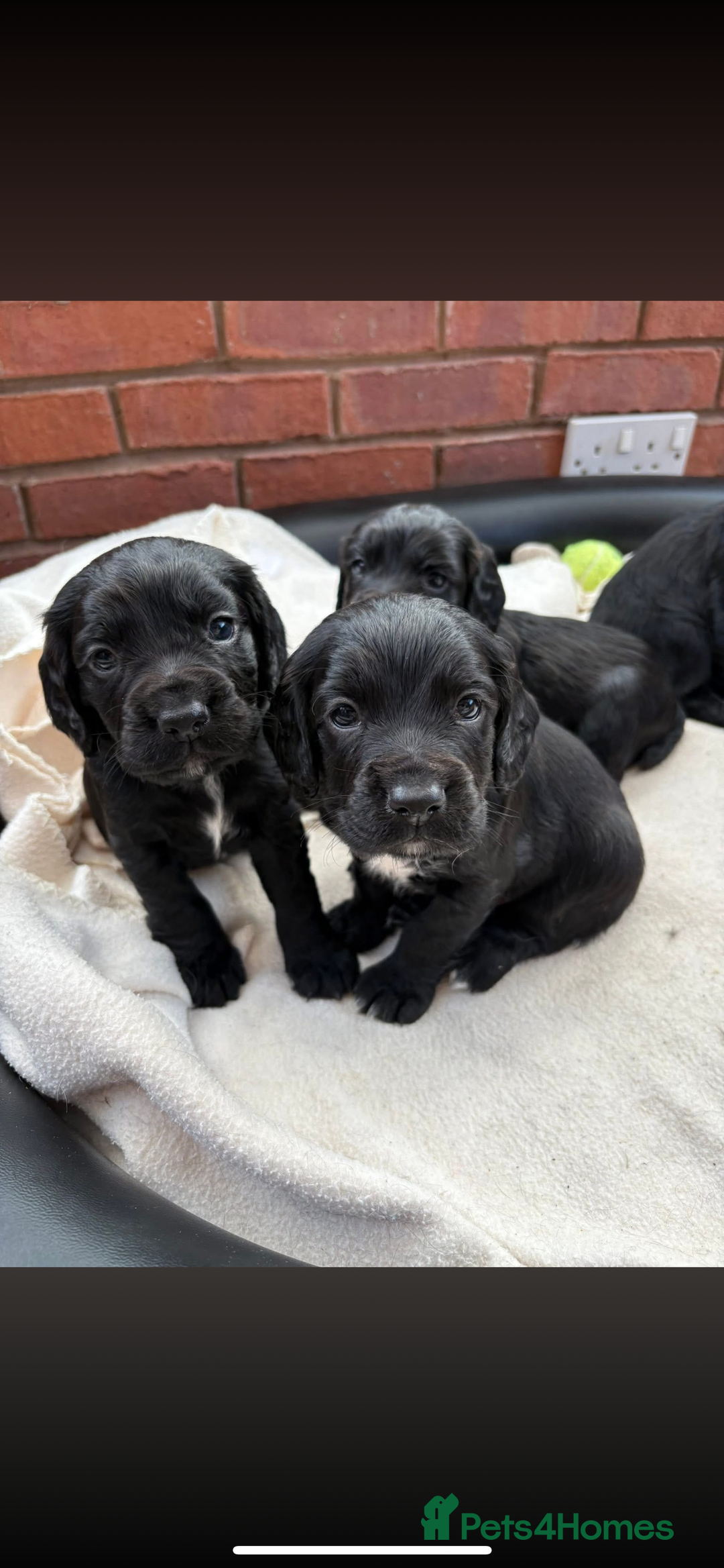 Sprocker dogs for sale: Male Sprocker spaniel puppies  - Advert 2