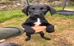 Springador dogs for sale: One Springerdor pup left born 8/06/2025 - Image 1