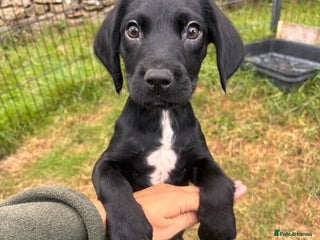 Springador dogs - Advert 20