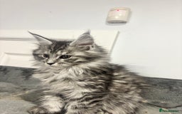 Maine Coon cats for sale:  TICA Maine Coon Kittens Ready for  **  🎁  - Advert 2