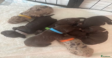 Cockapoo dogs - Advert 6