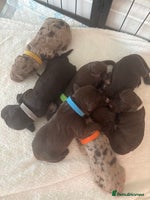 Cockapoo dogs - Advert 4