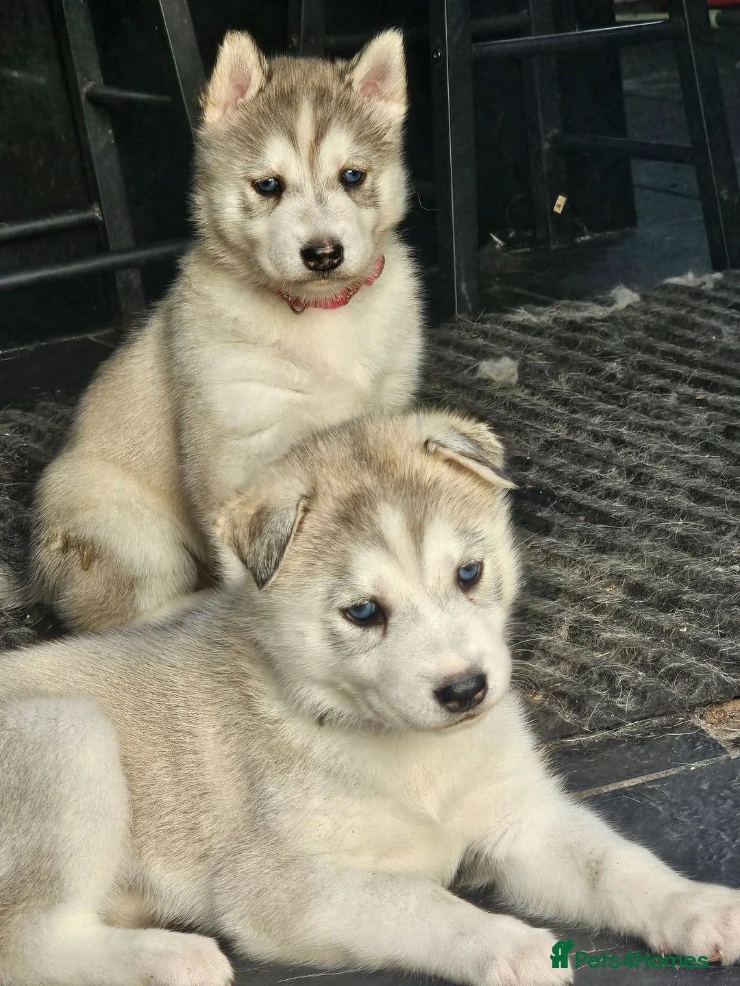 Siberian Husky dogs for sale: Husky pups looking for forever homes  in Shipley - Advert 10