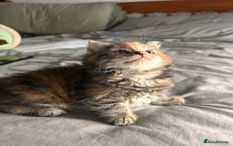 Perdoll cats for sale: Ragdoll cross kitten (all available)😻 - Image 1