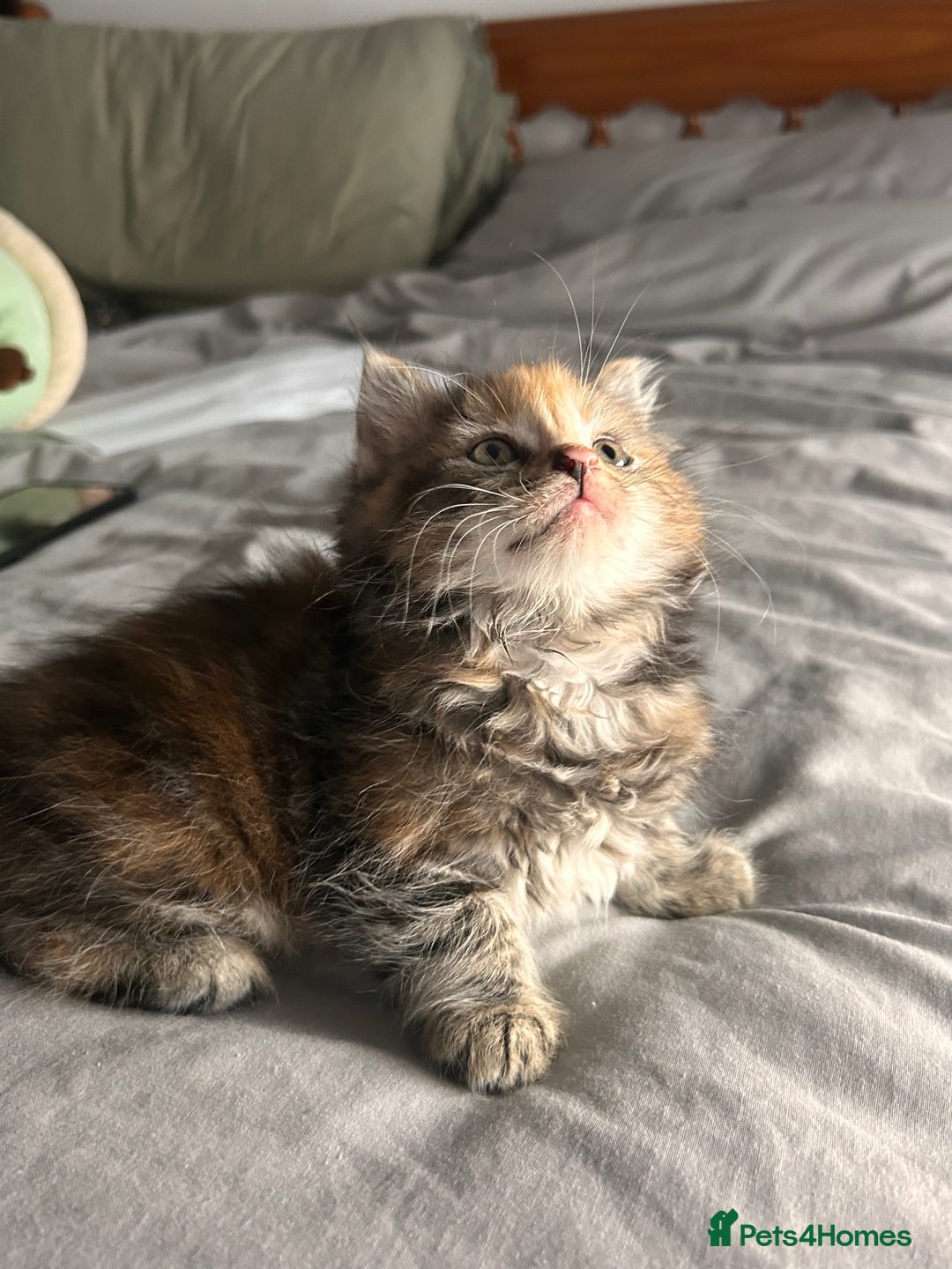 Perdoll cats for sale: Ragdoll cross kitten (all available)😻 - Image 1