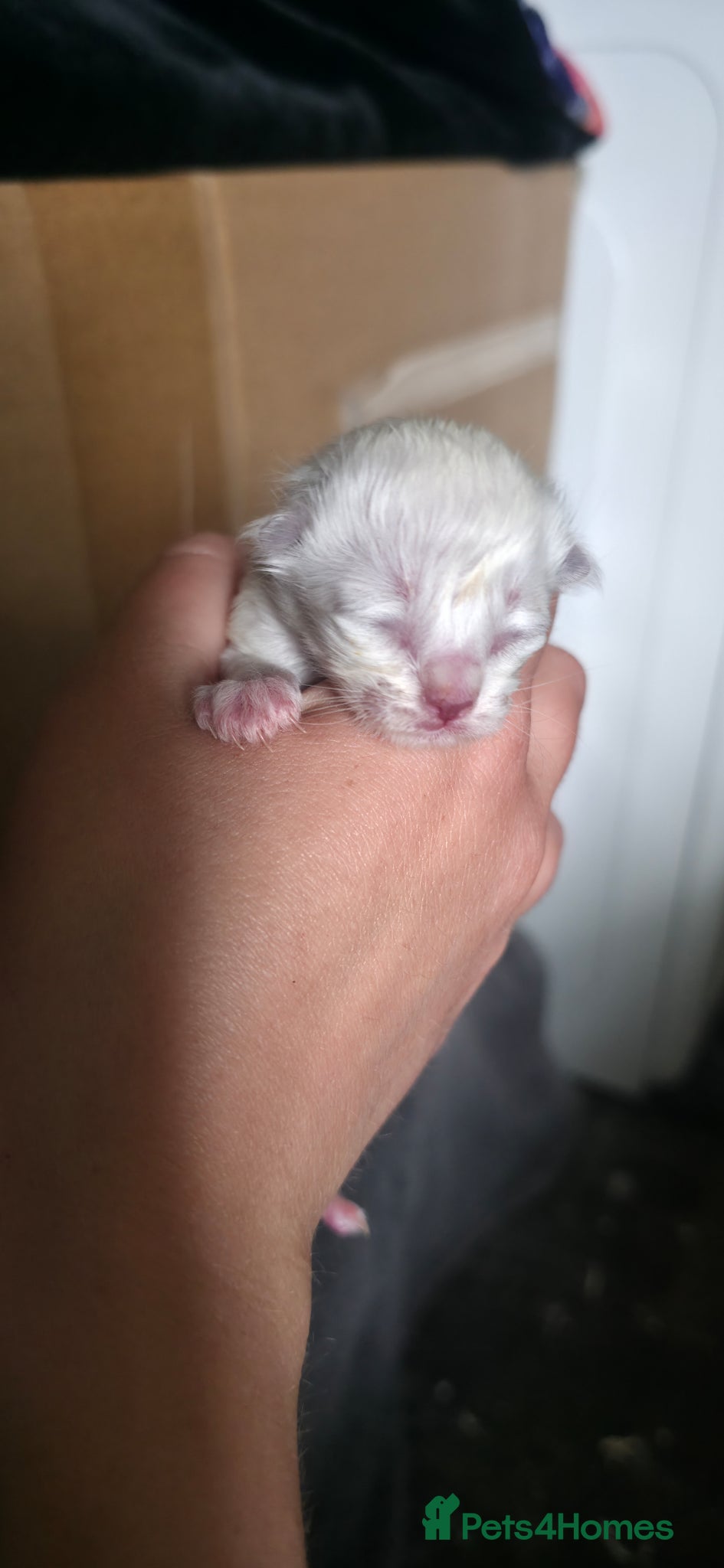 Ragdoll cats for sale: Pure Ragdoll kittens! - Advert 6