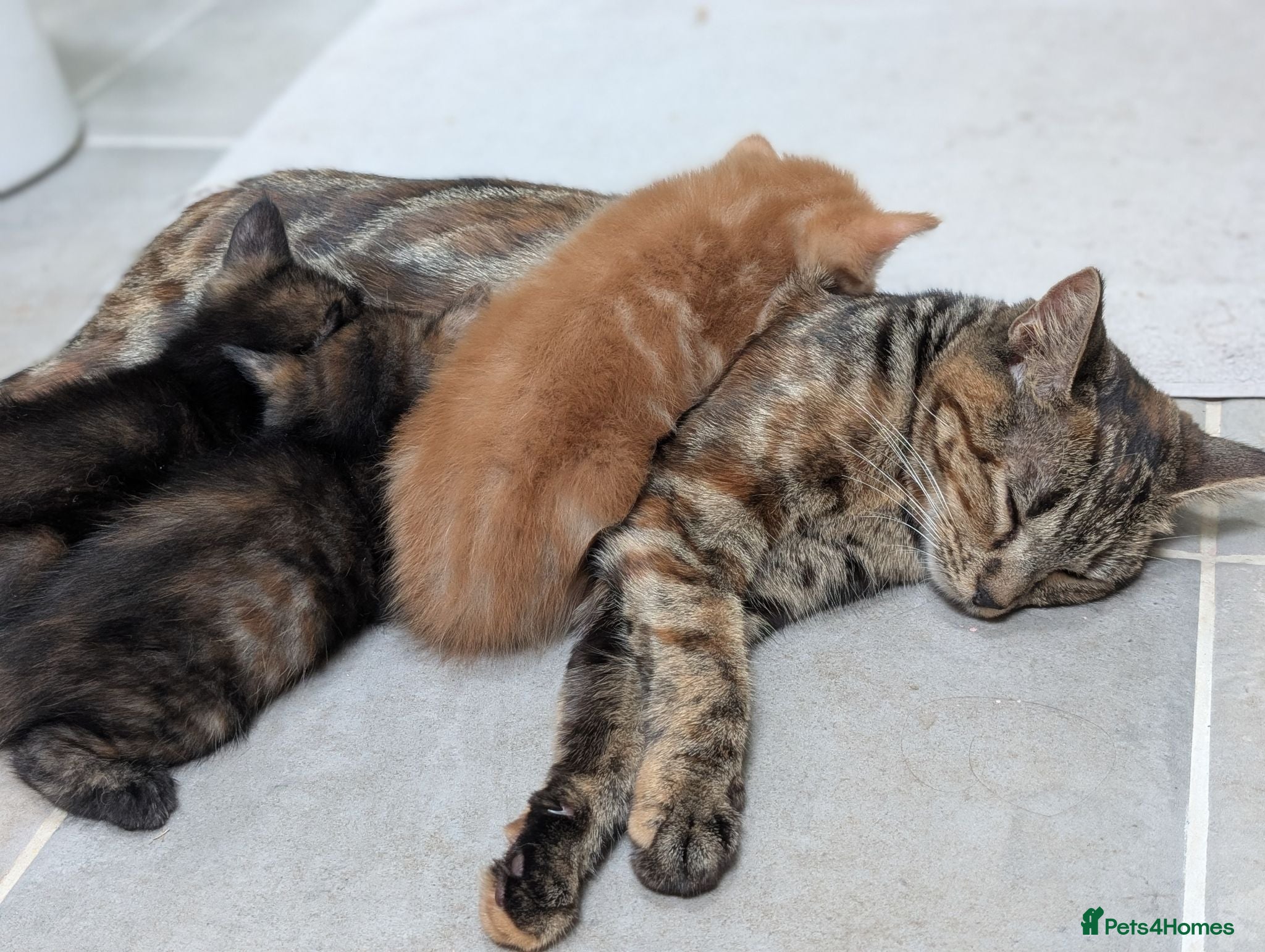 Mixed Breed cats 1 boy kitten: shadow tabby with white chest. - Advert 1