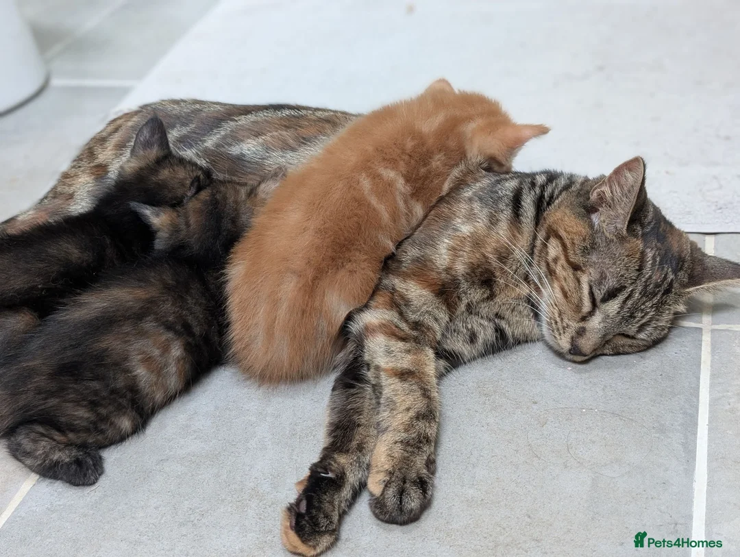 Mixed Breed cats for sale: 1 boy kitten: shadow tabby with white chest. in Taunton - Advert 1