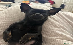 Chihuahua dogs for sale: Beautiful chihuahua Pups for sale  - Image 12
