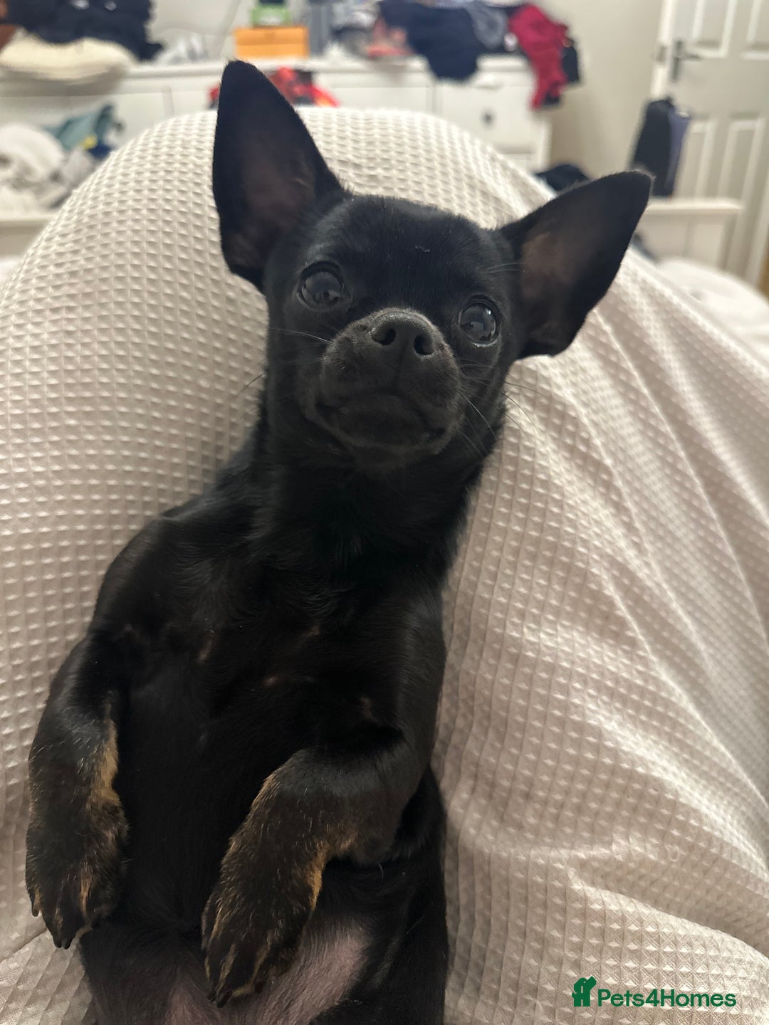 Chihuahua dogs for sale: Beautiful chihuahua Pups for sale  - Image 12