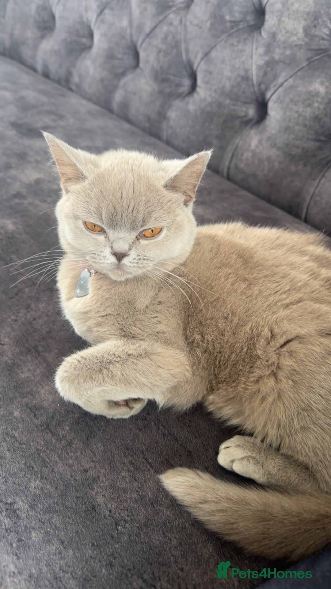British Shorthair cats for sale: Female British Shorthair  - Image 4