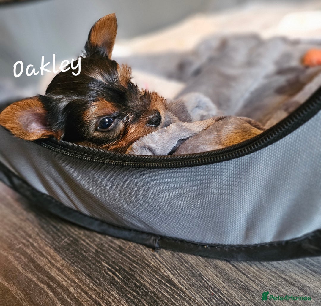 Yorkshire Terrier dogs for sale: miniature toy yorkie pups - Image 19