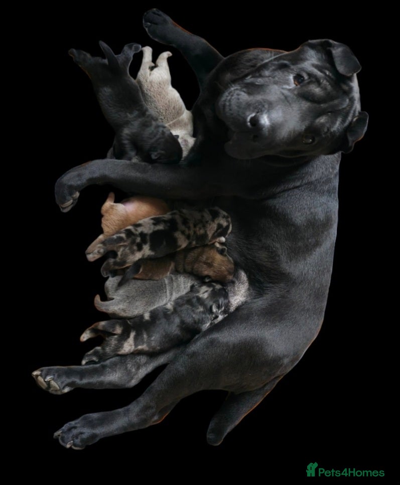 Mixed Breed dogs Chowpeis - Advert 1