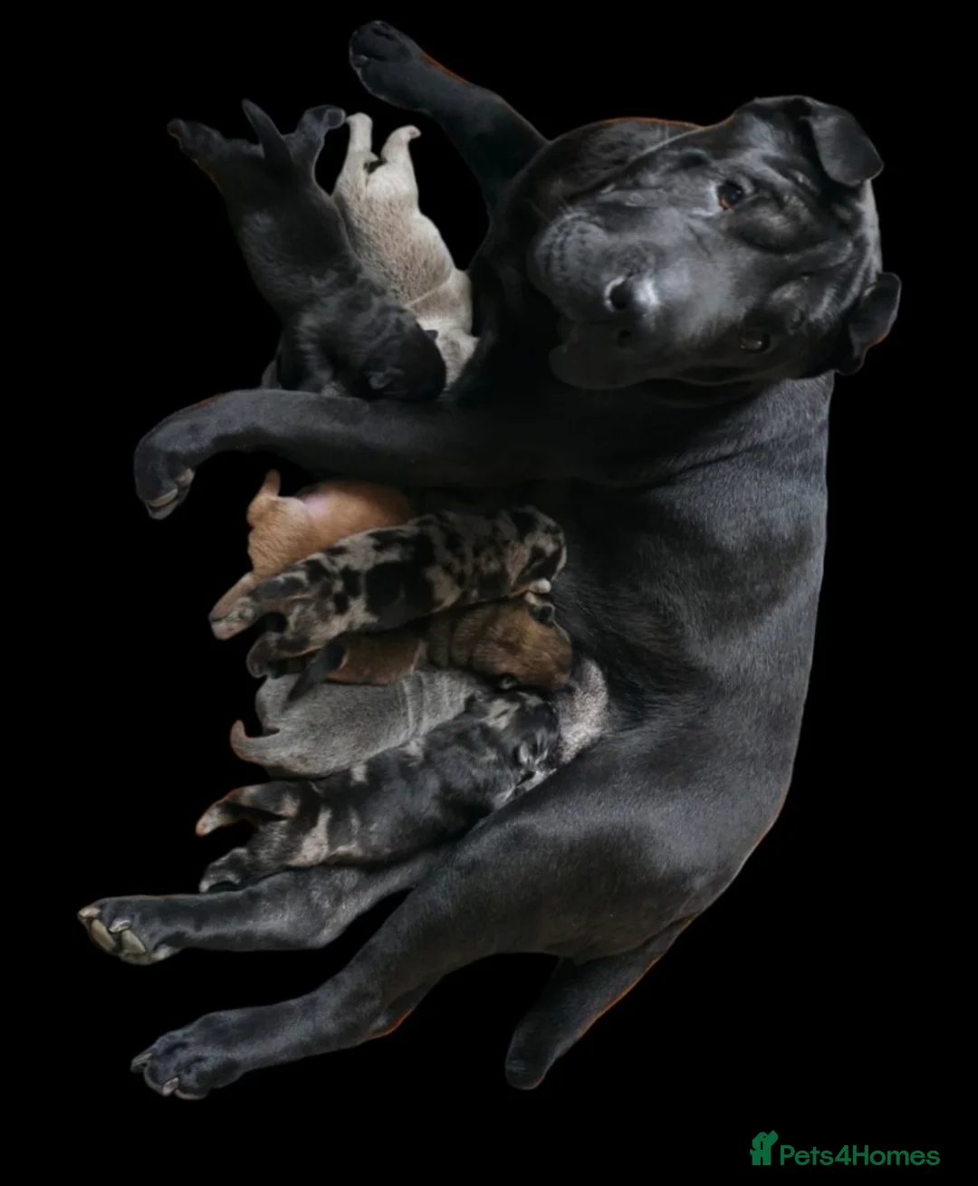 Mixed Breed dogs for sale: Chowpeis in Bradford - Advert 1