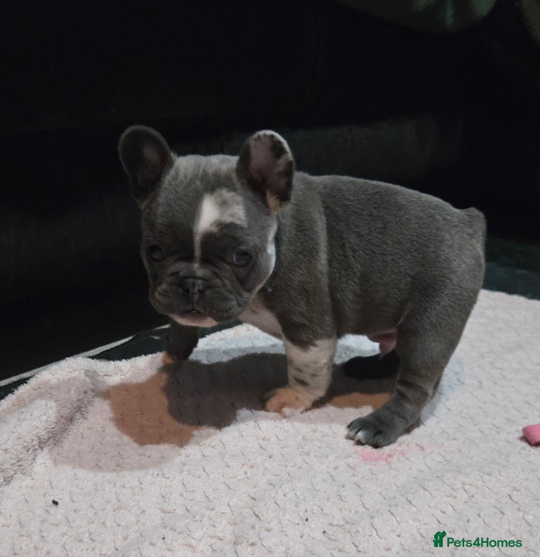 French Bulldog dogs for sale: French bulldog pups ready in 2 weeks - Advert 3