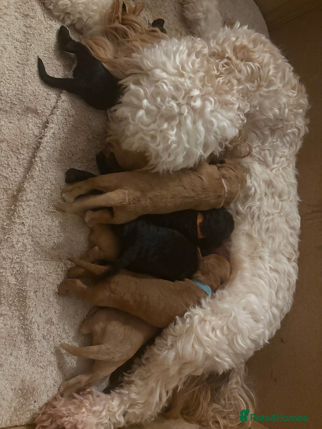 Cockapoo dogs for sale: Beautiful litter of Cockapoo pups - Advert 1