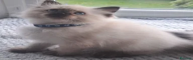 Ragdoll 6