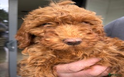 Labradoodle dogs for sale: Ready to leave red curly labradoodles (F1b) - Image 20