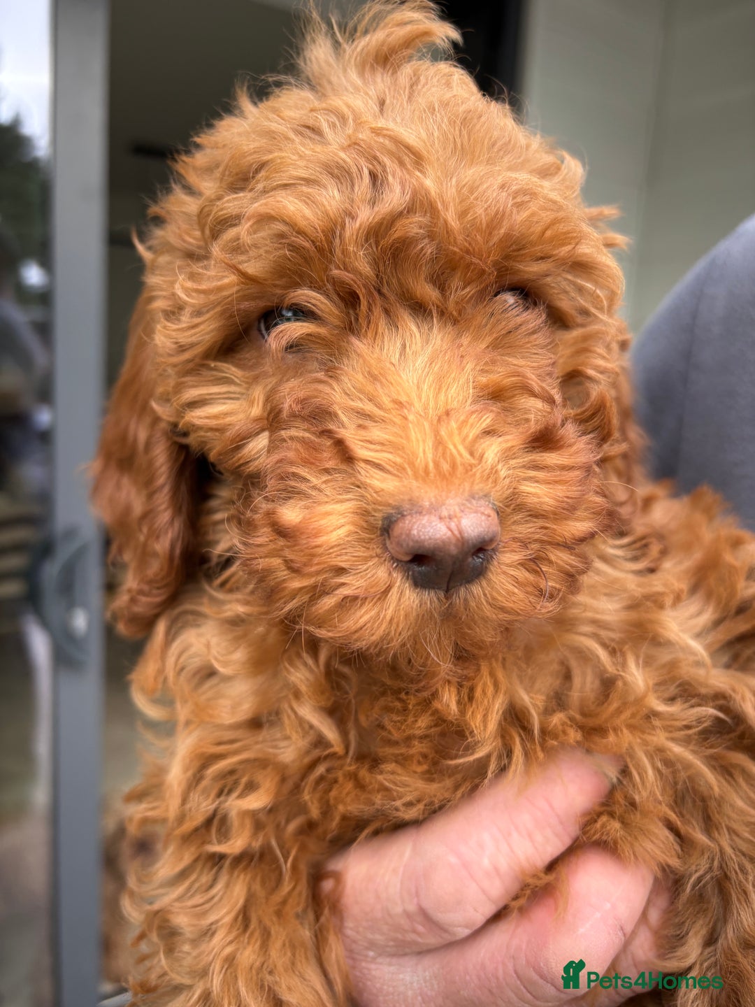 Labradoodle dogs for sale: Ready to leave red curly labradoodles (F1b) - Image 20