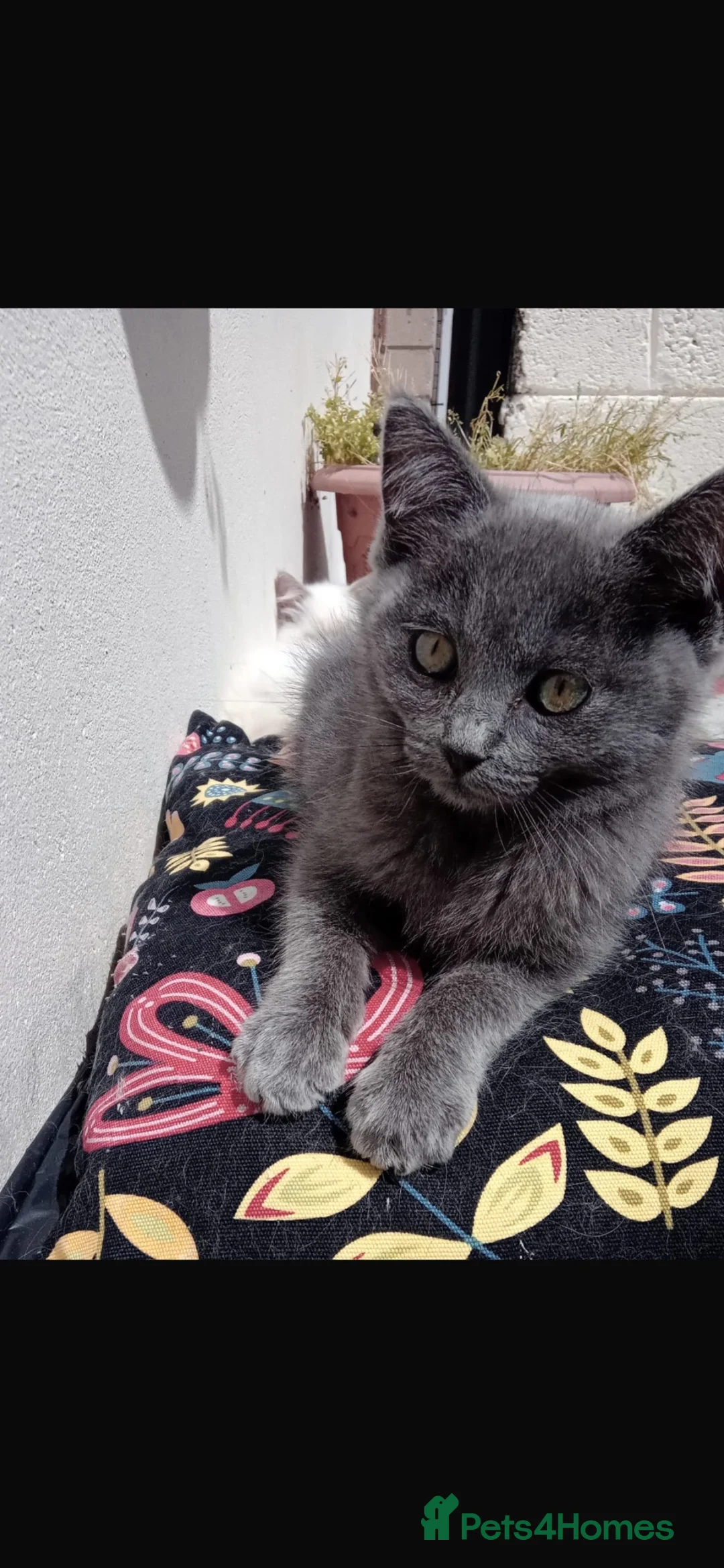 Mixed Breed cats for sale: Beautiful kittens to go to a good home  - Advert 8