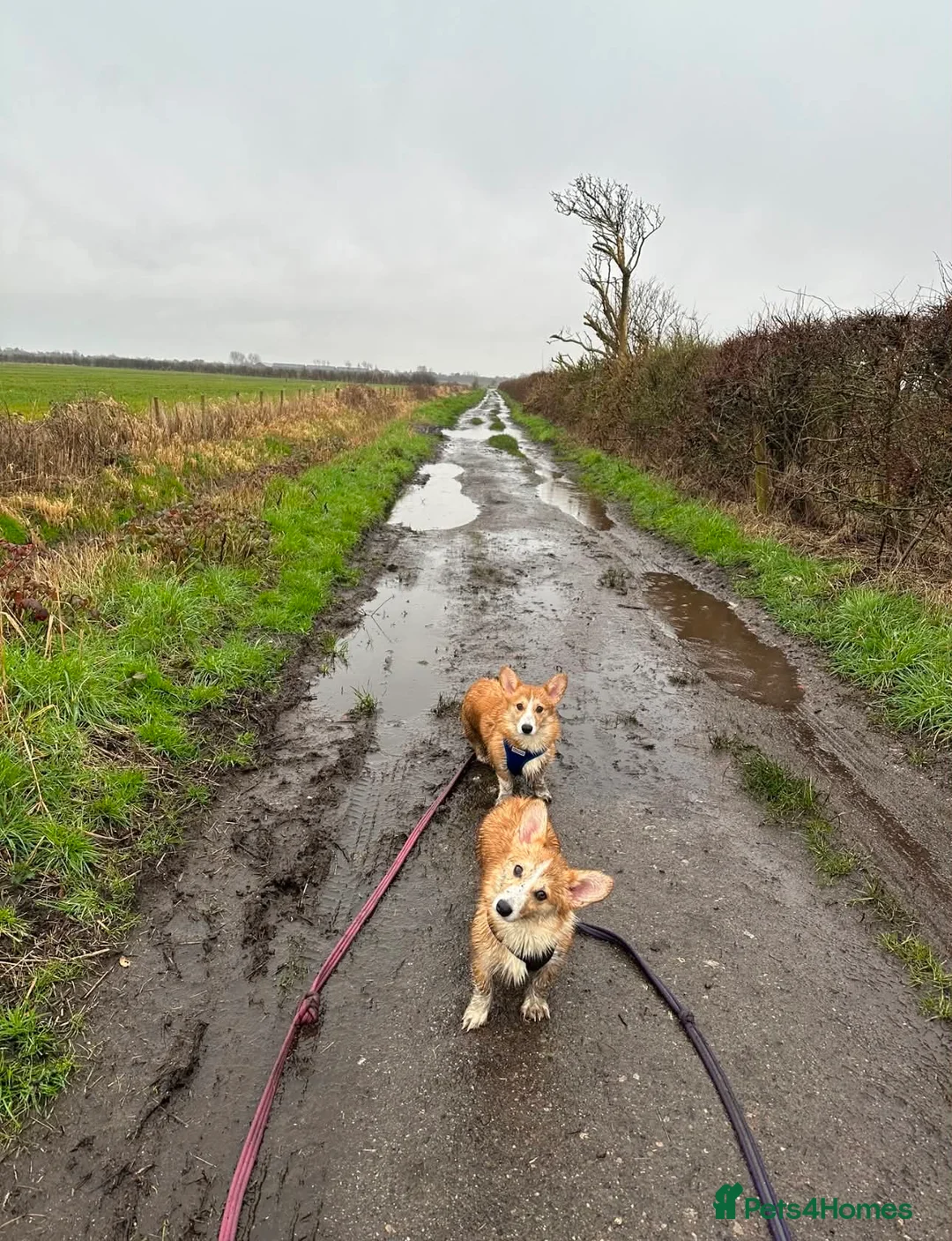 Welsh Corgi Pembroke dogs for sale: Stunning Corgis KC Registered  - Advert 8