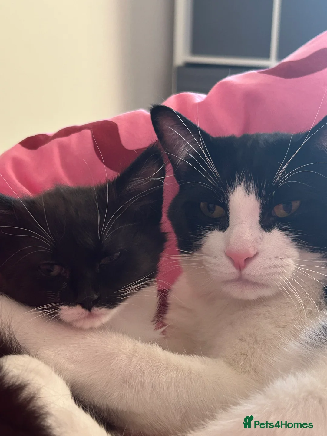 Mixed Breed cats for sale: Male and female must be rehome together. - Advert 3