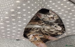 Mixed Breed cats for sale: Bengal beauties - Image 8